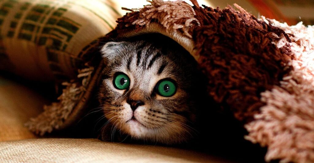 Un gatto che si nasconde sotto una coperta
