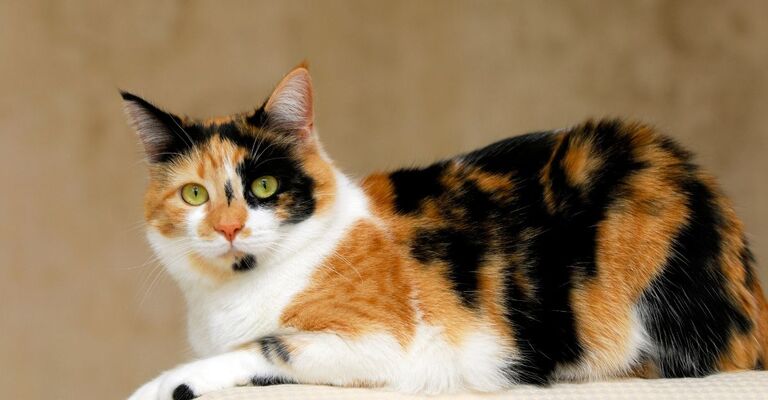 gatto calico