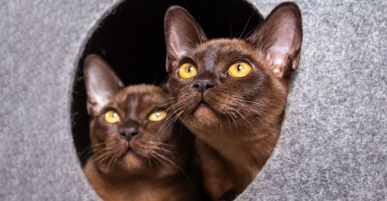 due gatti di razza burmese
