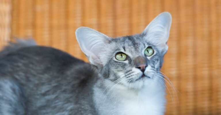 gatto di razza giavanese