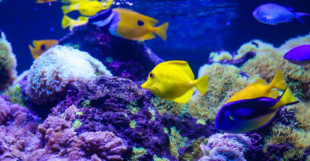 pesci colorati nel mare