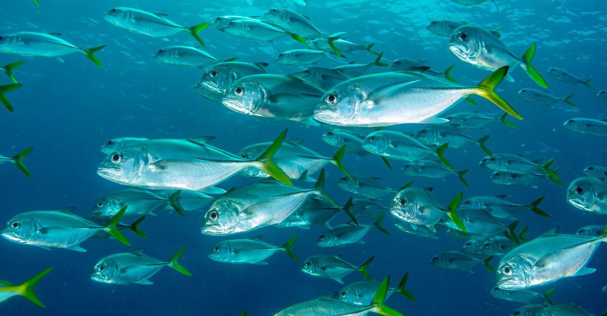 pesci-nel-mare