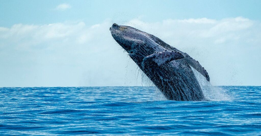 Una balenottera azzurra