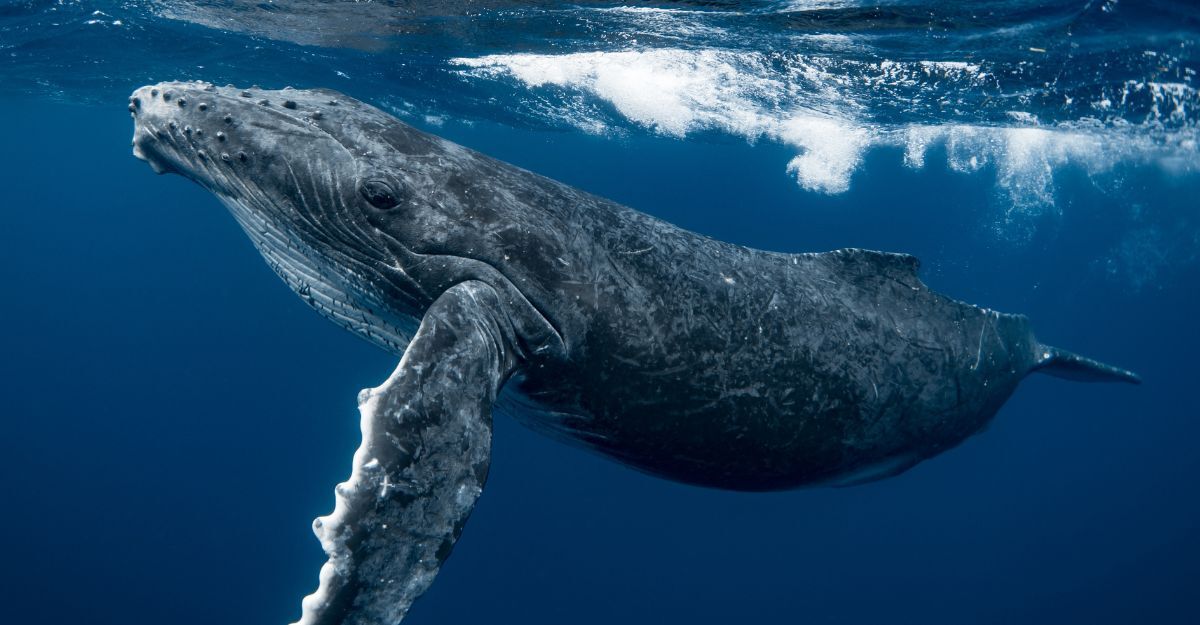 Una balenottera azzurra