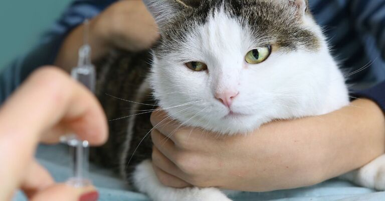 Un gatto tenuto da un veterinario che guarda una siringa