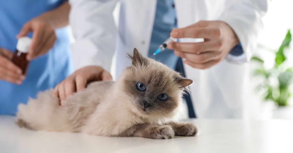 Un gatto che sta per fare la vaccinazione