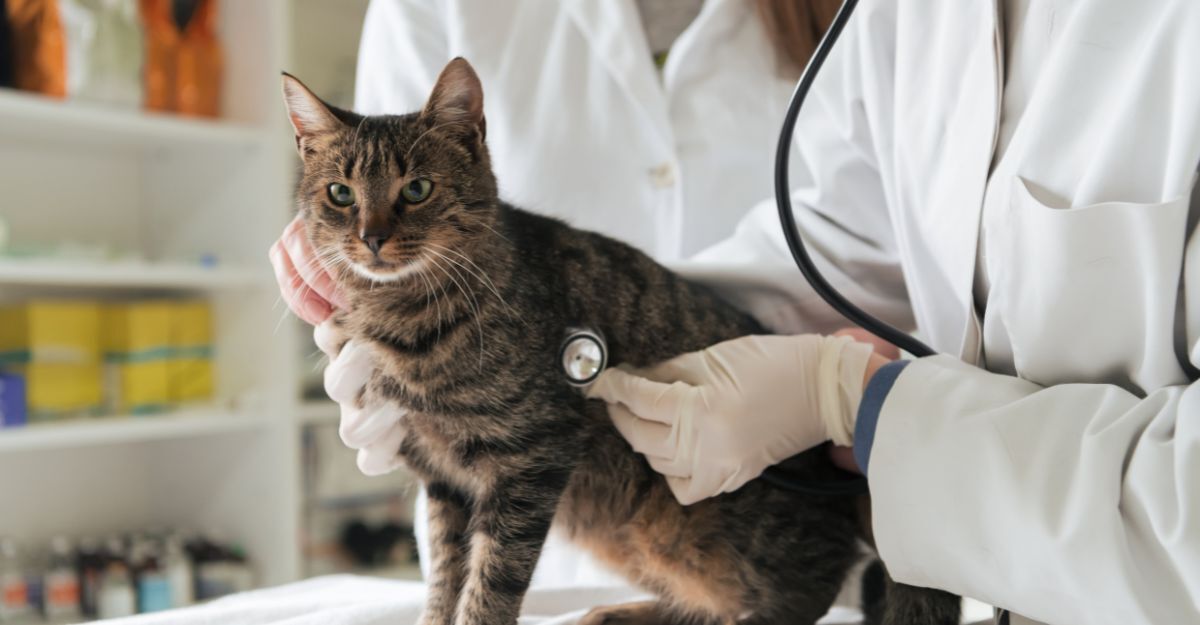 gatto dal veterinario