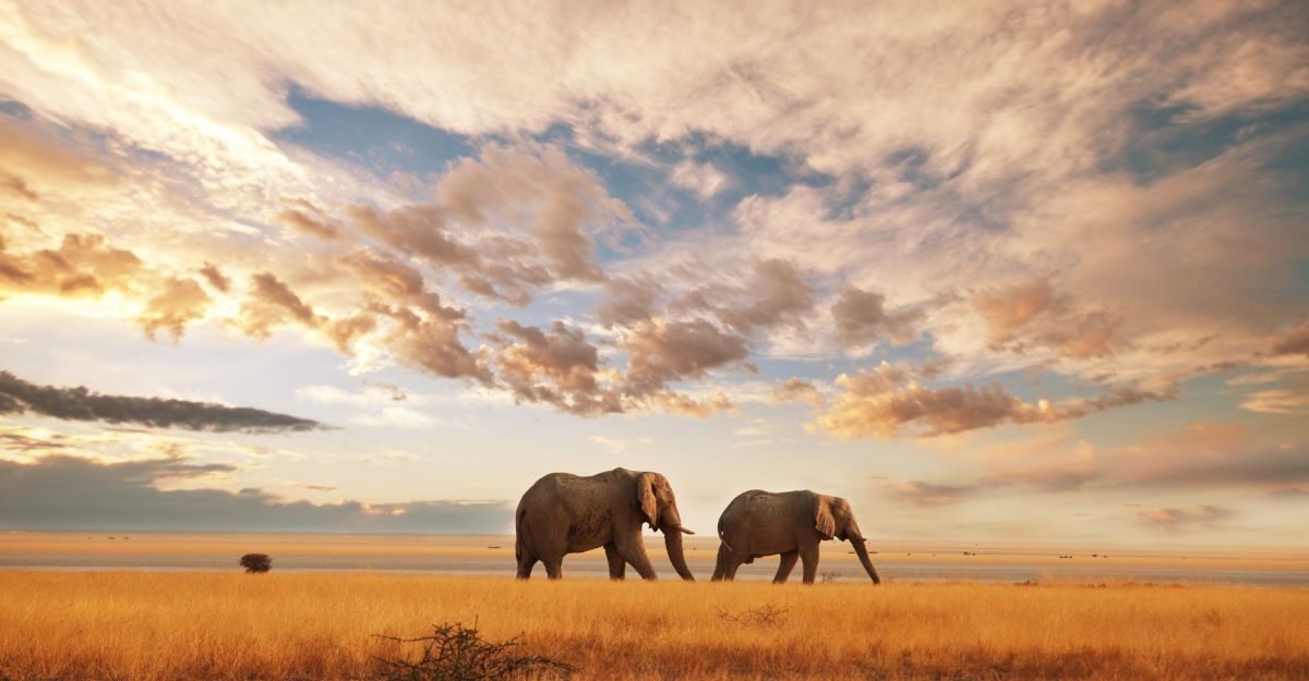 due elefanti nella savana africana