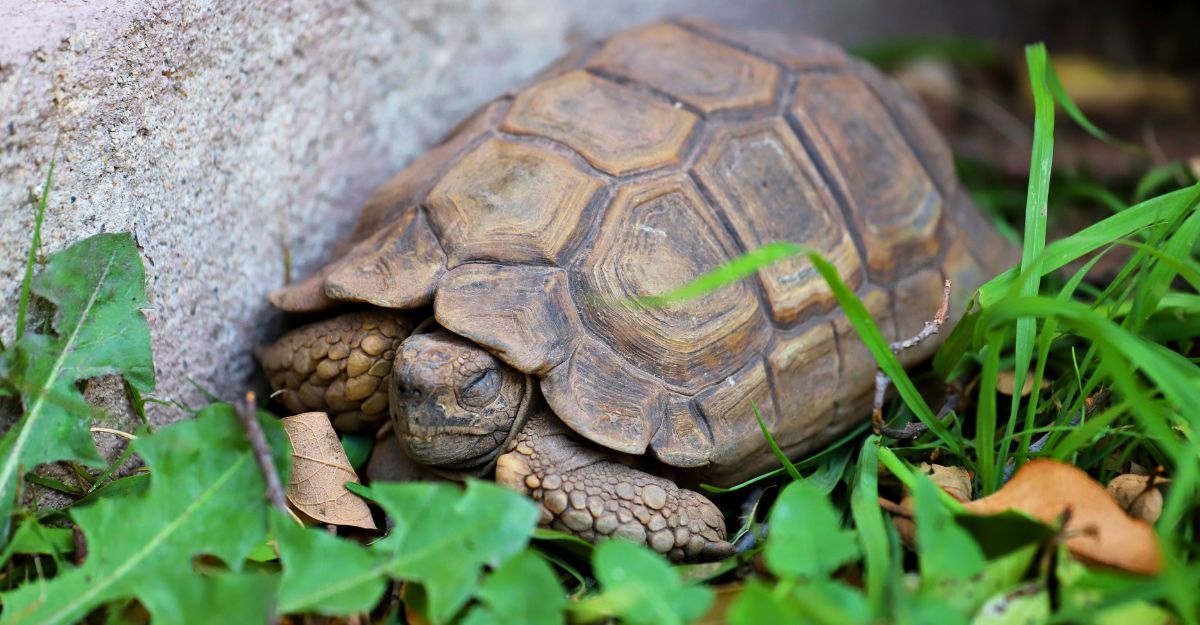 Tartaruga di terra con gli occhi chiusi che va in letargo
