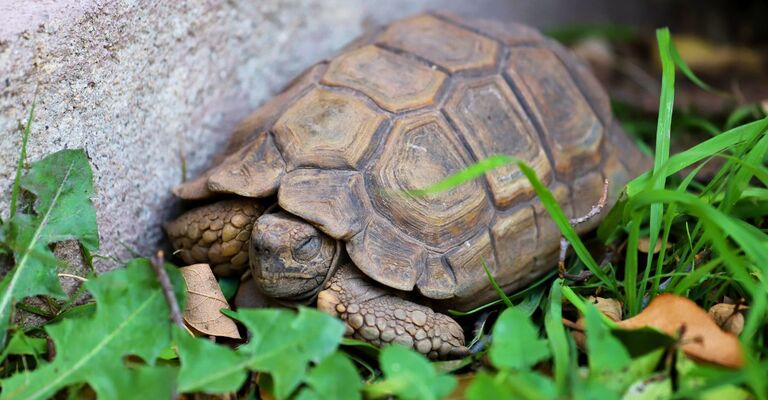 Tartaruga di terra con gli occhi chiusi che va in letargo