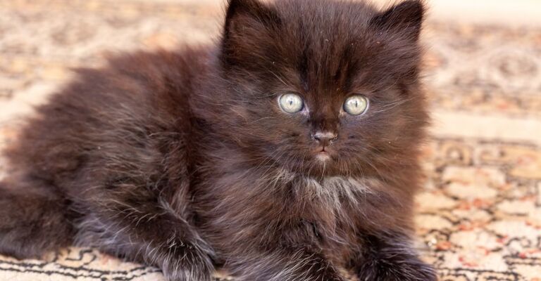 gatto York Chocolate