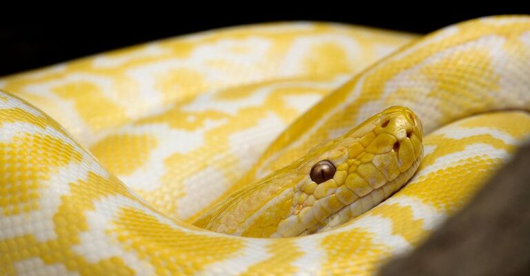 serpente bianco e giallo