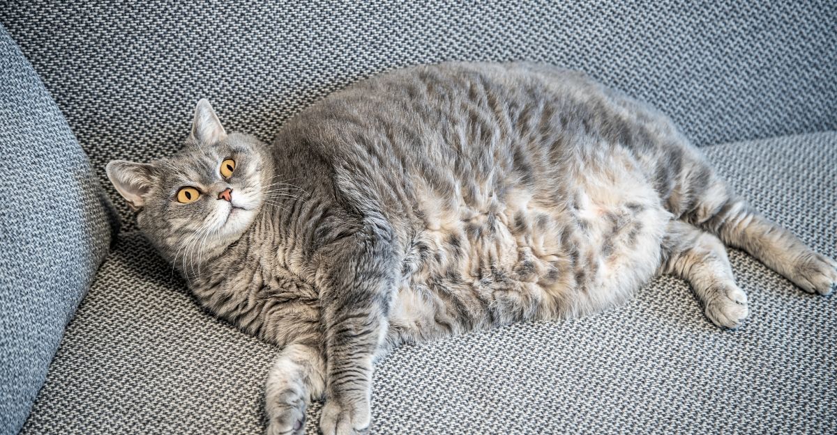gatto-in-sovrappeso