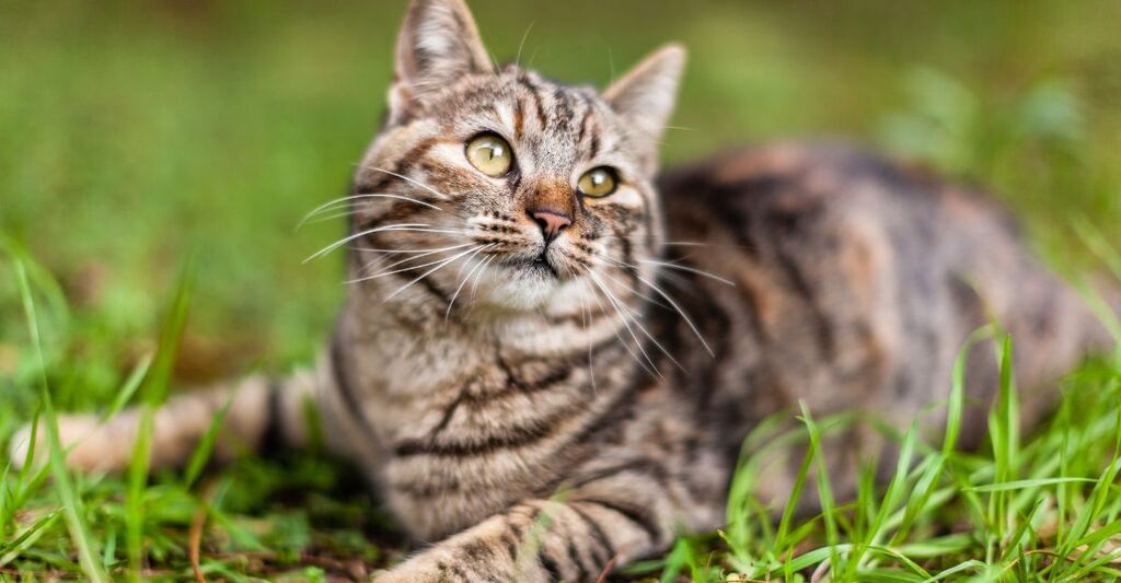 gatto di razza europea