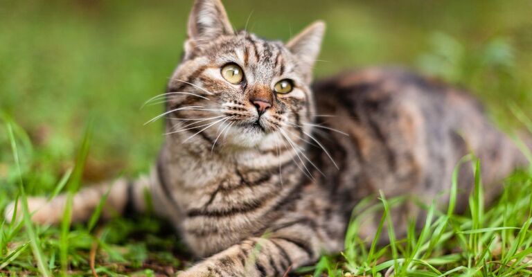 Gatto europeo gatto di razza europea