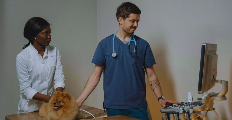 Veterinario e assistente mentre visitano un volpino di Pomerania