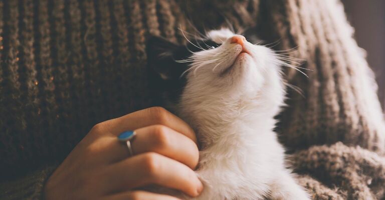 Un gatto in braccio alla sua padrona