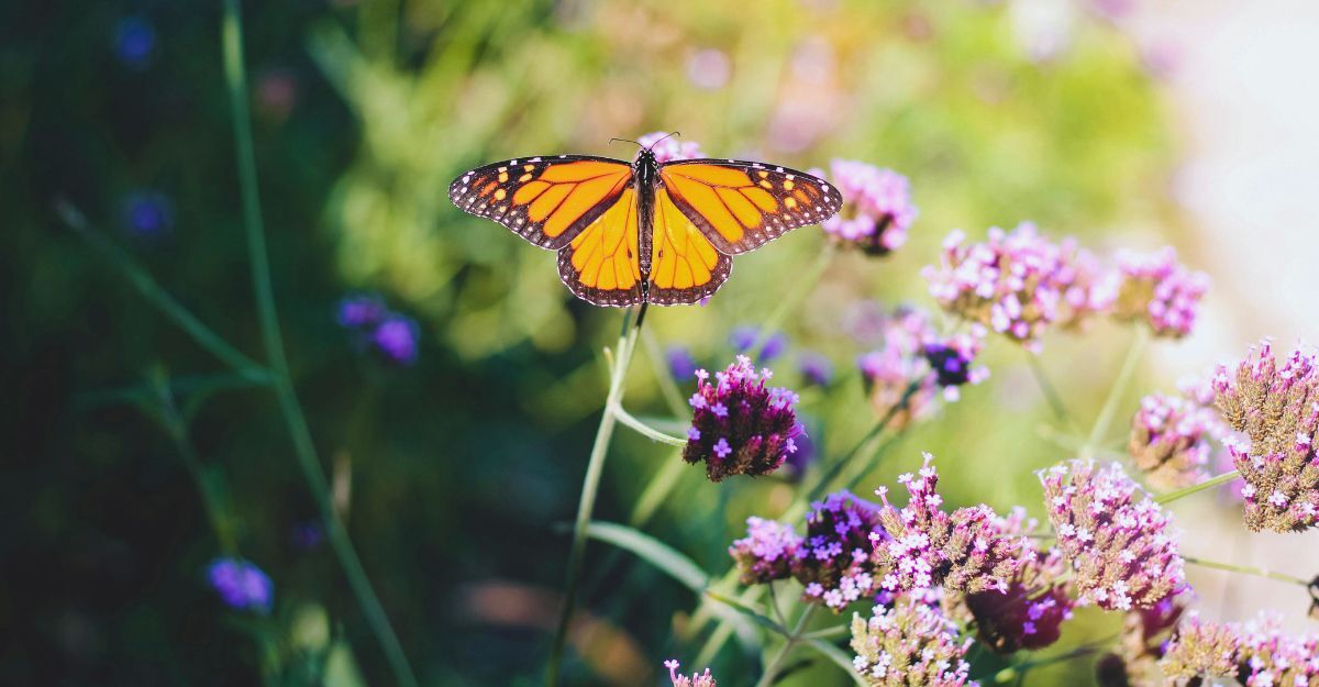 Farfalla di color marrone e arancio con le ali distese sopra una pianta