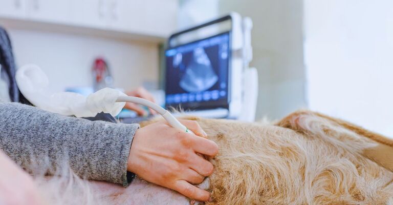 Veterinaria che effettua ecografia su un cane