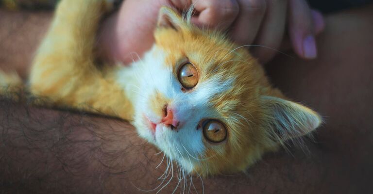 Cucciolo di gatto dagli occhi giallo-nocciola che guarda in camera mentre viene coccolato