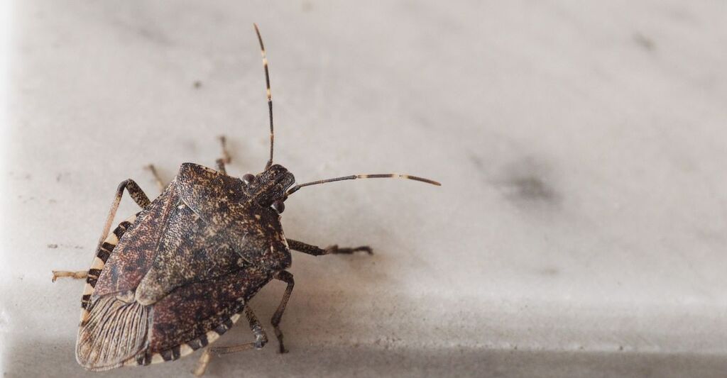 Una cimice