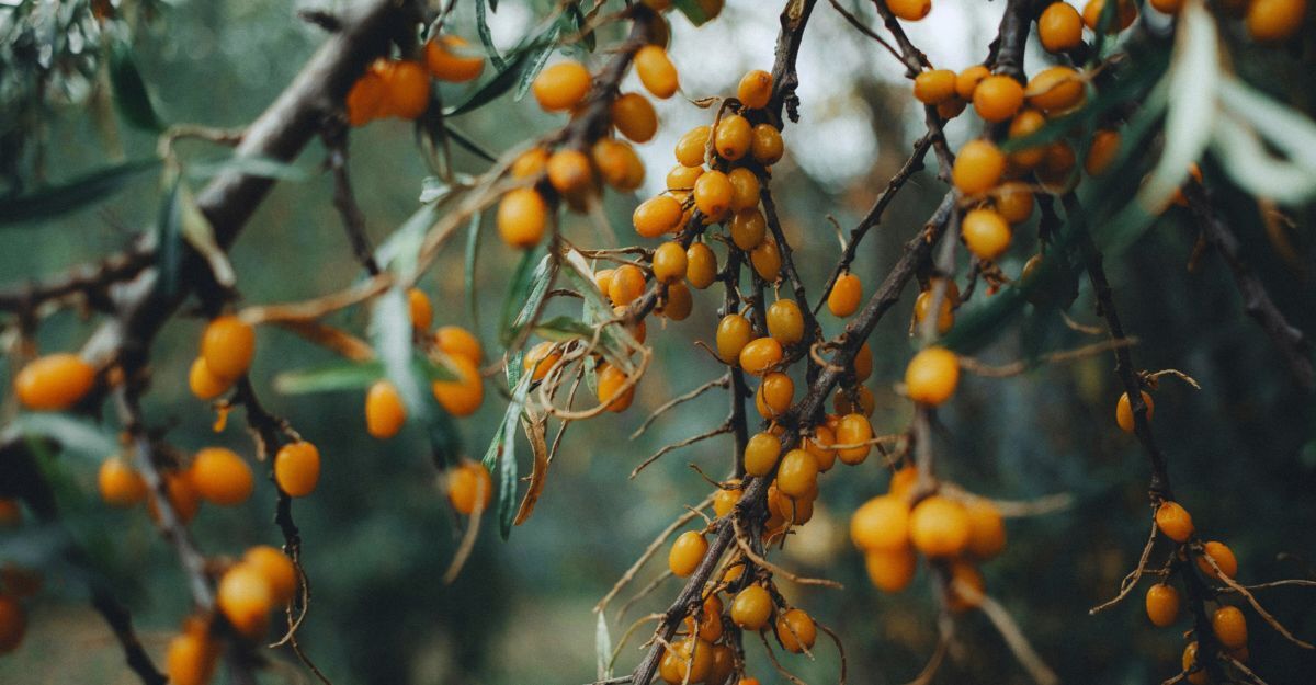 Una pianta di olivello spinoso