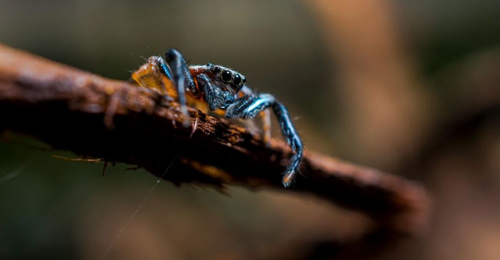 Primo piano di un ragno appollaiato su un ramo