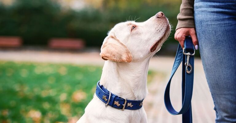 cane al guinzaglio guarda padrona