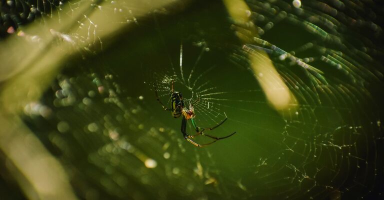 Una ragnatela con un ragno