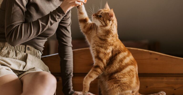gatto arancione gioca con la sua padrona