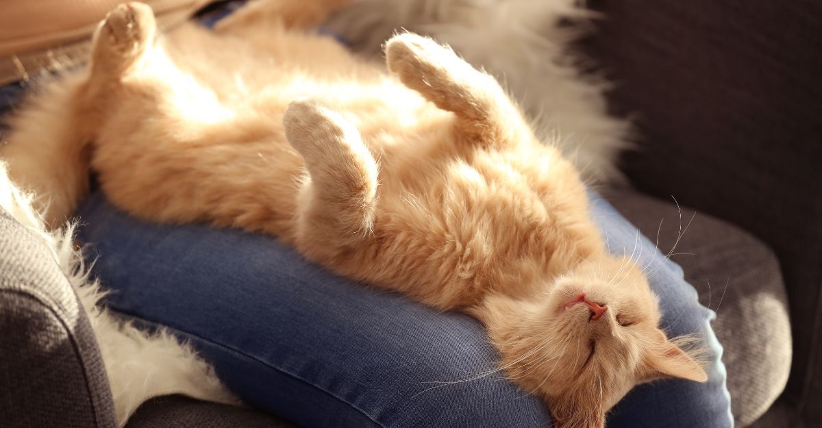 gatto-arancione-a-pancia-in-su