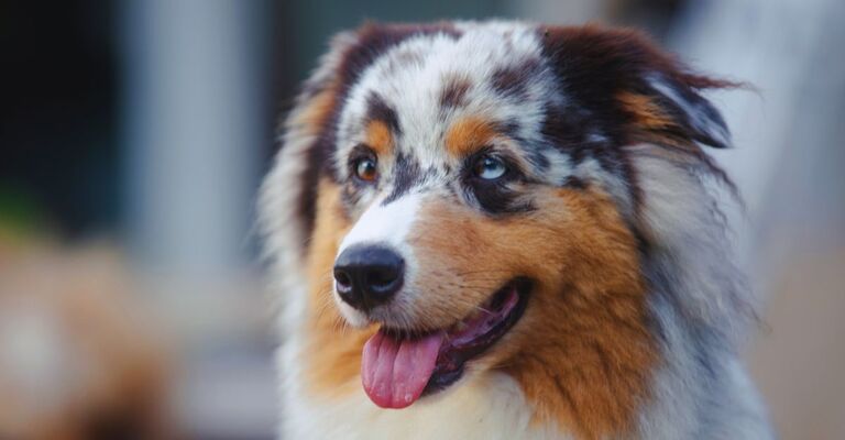Primo piano di un Pastore Australiano Blue Merle