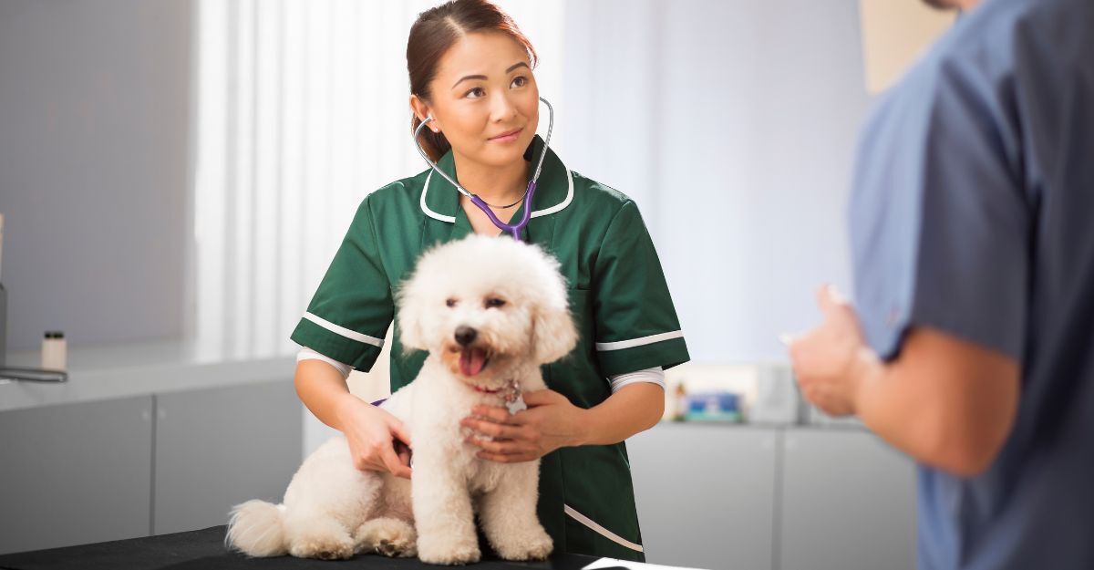Un cane dal veterinario