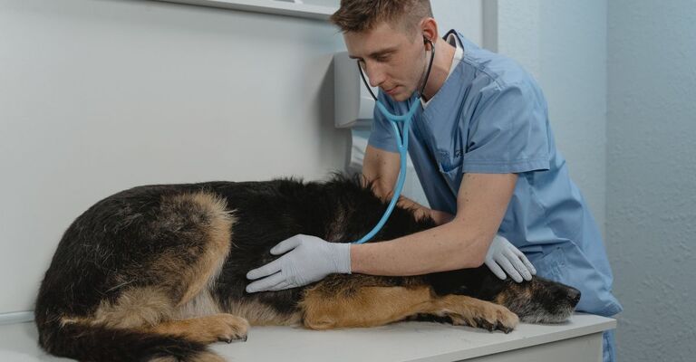 Un cane dal veterinario