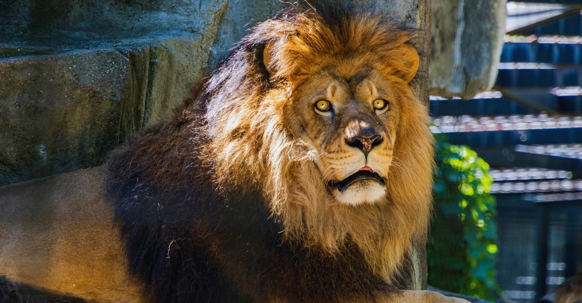 Primo piano di un leone nella riserva
