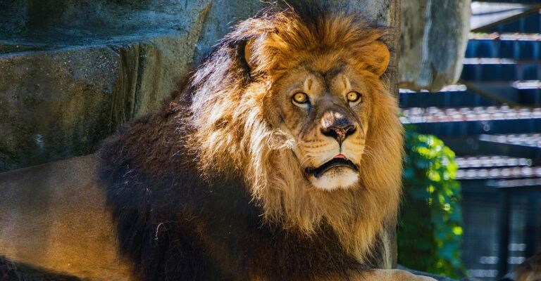 Primo piano di un leone nella riserva