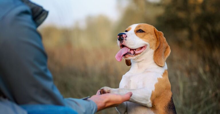Un cane da la zampa al padrone