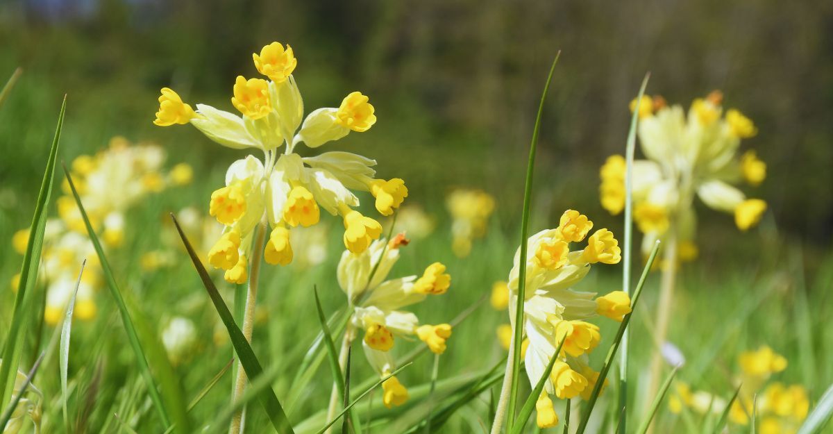 Le piante di Enothera