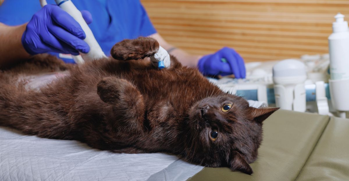 Gatto sdraiato sul lettino con il veterinario che effettua una ecografia