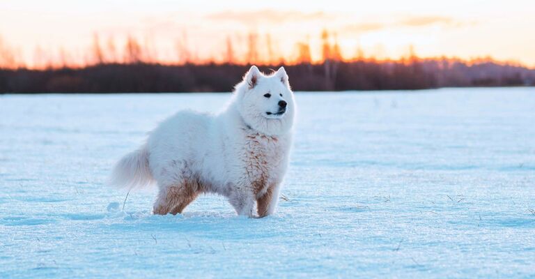Cane Samoiedo nella neve con lo sguardo verso l'orizzonte durante il tramonto