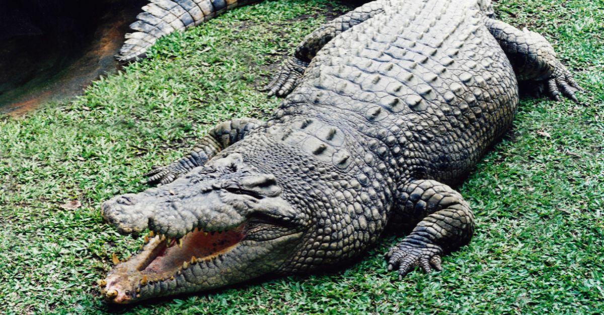 Un coccodrillo