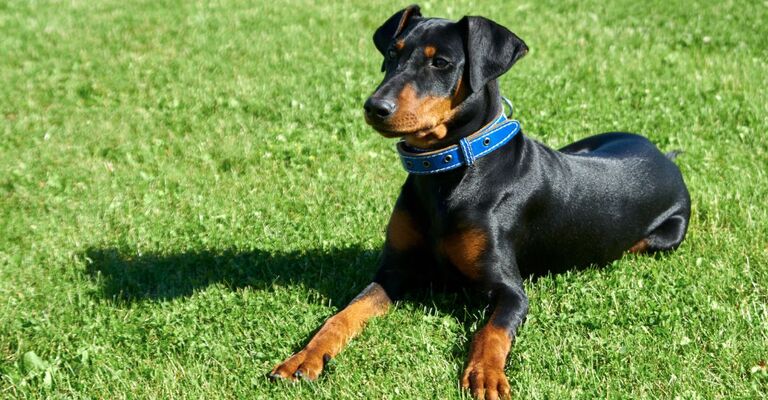 Un cane Pinscher