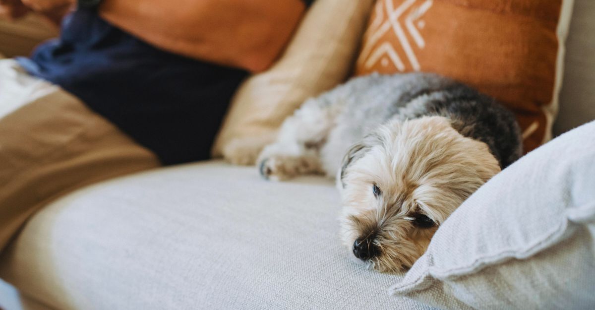 Cane sdraiato sul divano che sembra stanco o triste
