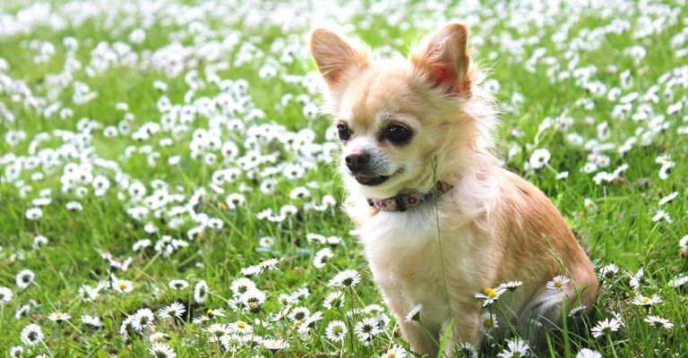 Cane di razza Chihuahua