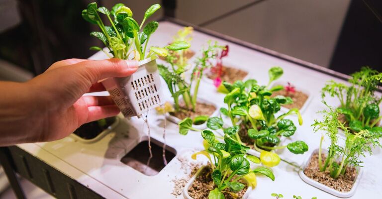 Mano che tira fuori una pianta in ammollo con tecnica idroponica da una serie di varie tipologie