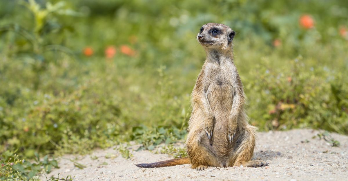Un suricato domestico seduto su una pietra in mezzo al verde