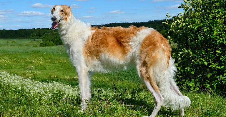 Cane di razza Borzoi