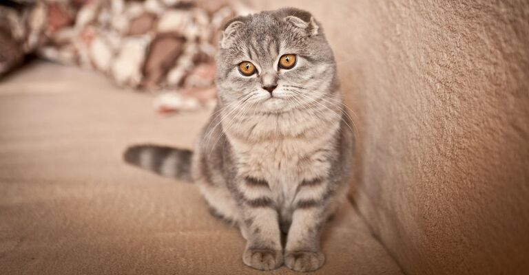 Gatto ri razza Scottish Fold seduto sul divano