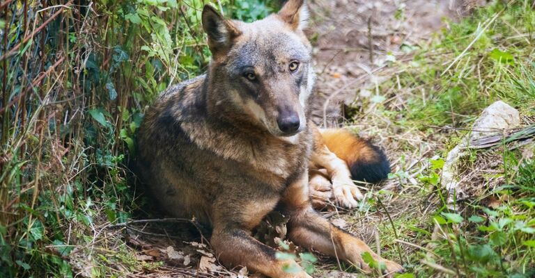 Esemplare di Lupo appenninico (Canis lupus italicus) nella natura