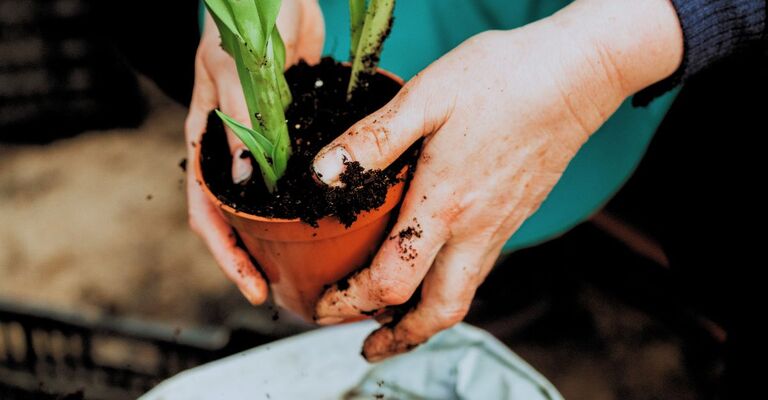 Una persona si prende cura di una pianta